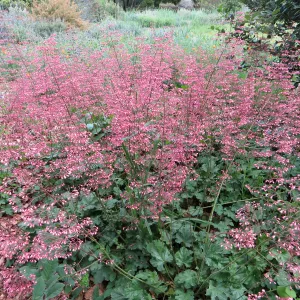 Heuchera â€˜Marthas Compact' in Meadow border