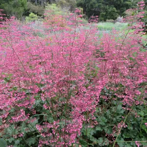 Heuchera â€˜Marthas Compact' in Meadow border