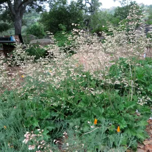 Heuchera â€˜Opal', Meadow Oaks
