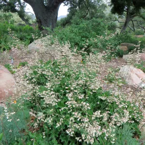 Heuchera â€˜Opal', Meadow Oaks