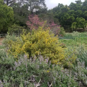 Salvia (sage), Berberis nevinii, Cercis occidentalis (Redbud) in the Meadow
