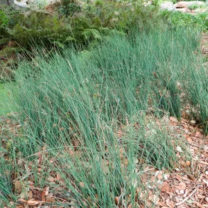 Juncus â€˜Elk Blue' near pond