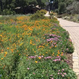 Groundcover display