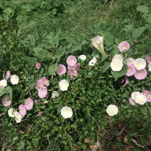 Pink Calystegia volunteer on slope west of Pritzlaff Conservation Center