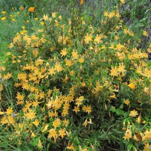 Diplacus aurantiacus. Monkeyflower