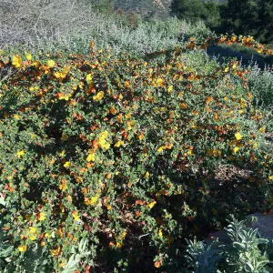 Fremontodendron â€˜Daras Gold' on the Porter Trail