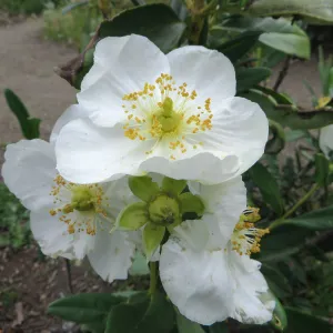 Carpenteria californica