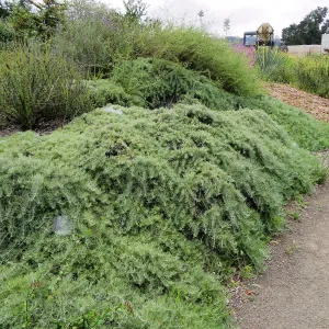 Porter Trail, Artemisia â€˜Canyon Grey'