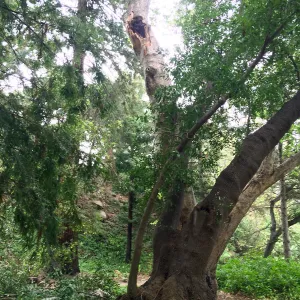 Fallen sycamore branch in Redwood section