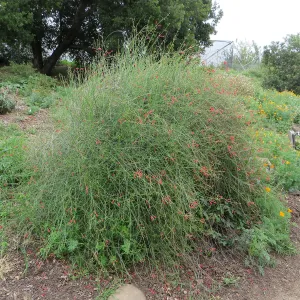 Gambelia â€˜Gran Canon'