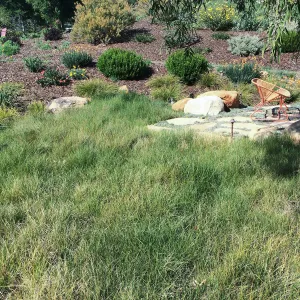 Victor Schaff garden, Carex lawn