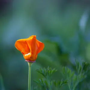 California Poppy