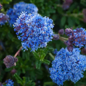 Ceanothus (California Lilac)