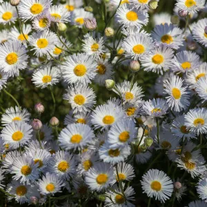 Erigeron divergens