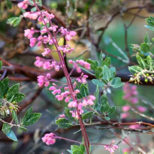 Heuchera