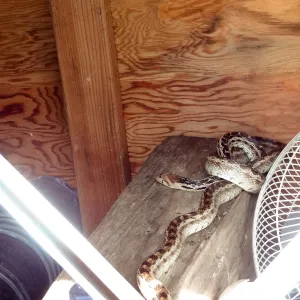 garter snake in horticulture storage cabinet