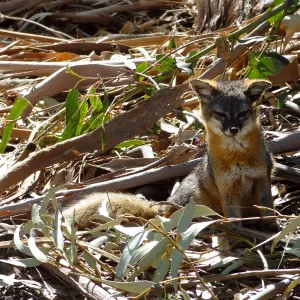 SBBG Staff field trip to Santa Cruz Island, Santa Cruz Island fox