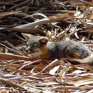 SBBG Staff field trip to Santa Cruz Island, Santa Cruz Island fox