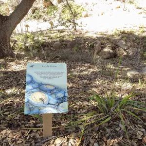 signs in the Discovery Garden, Arroyo Section