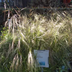 Spring Plant Sale 2014