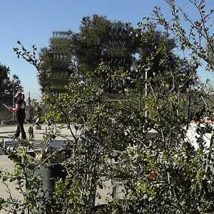 Construction at the Hort Unit, SBBG staff install the new shade structure, panorama