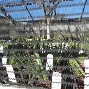 Plant propagation at the Horticulture nursery, Living collections nursery