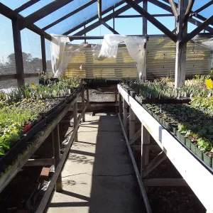 Plant propagation at the Horticulture nursery, Living collections nursery
