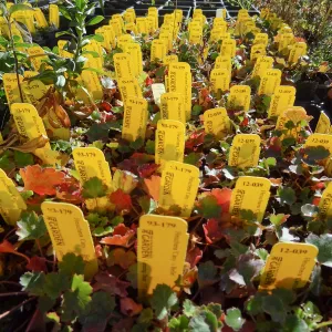 Plant propagation at the Horticulture nursery, Living collections nursery