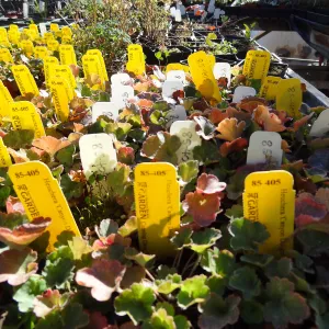 Plant propagation at the Horticulture nursery, Living collections nursery