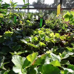 Plant propagation at the Horticulture nursery, Living collections nursery