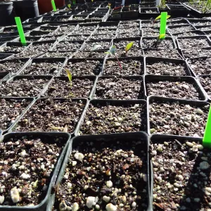Plant propagation at the Horticulture nursery, Living collections nursery