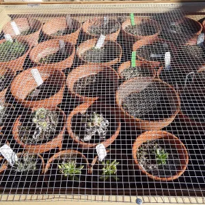 Plant propagation at the Horticulture nursery, Living collections nursery