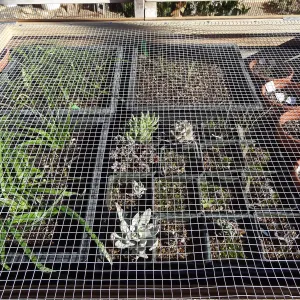 Plant propagation at the Horticulture nursery, Living collections nursery