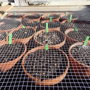 Plant propagation at the Horticulture nursery, Living collections nursery