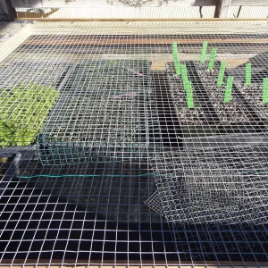 Plant propagation at the Horticulture nursery, Living collections nursery