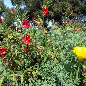 Monkeyflower growing in the Horticulture test plot