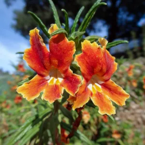 Monkeyflower growing in the Horticulture test plot