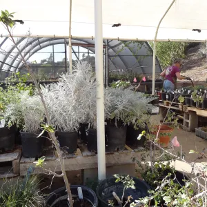 Horticulture nursery, living collections nursery, hoop house, Bonnie Whitney