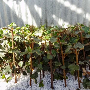 Plant propagation at the Horticulture nursery, living collections nursery, Hort unit