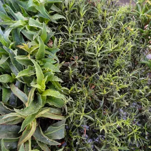 Plant propagation at the Horticulture nursery, living collections nursery, Hort unit