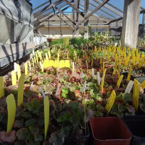 Plant propagation at the Horticulture nursery, living collections nursery, Hort unit