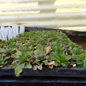 Plant propagation at the Horticulture nursery, living collections nursery, Hort unit