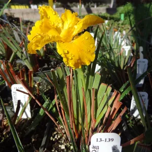Plant propagation at the Horticulture nursery, living collections nursery, Hort unit