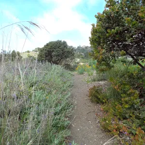 Porter Trail in bloom, Spring 2014