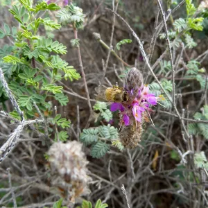 Porter Trail in bloom, Spring 2014
