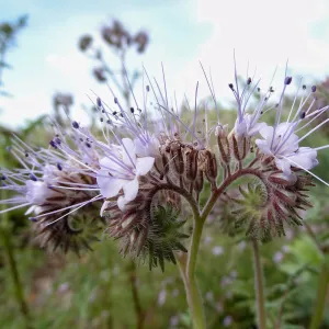 Porter Trail in bloom, Spring 2014