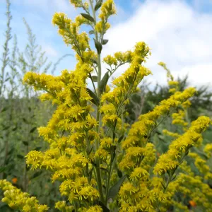 Porter Trail in bloom, Spring 2014
