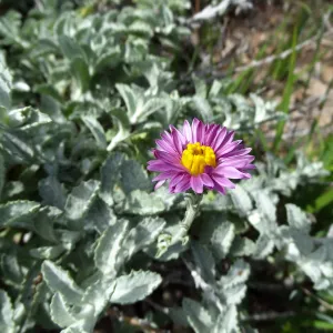 Porter Trail in bloom, Spring 2014