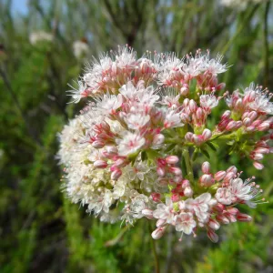 Porter Trail in bloom, Spring 2014