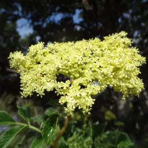 Porter Trail in bloom, Spring 2014